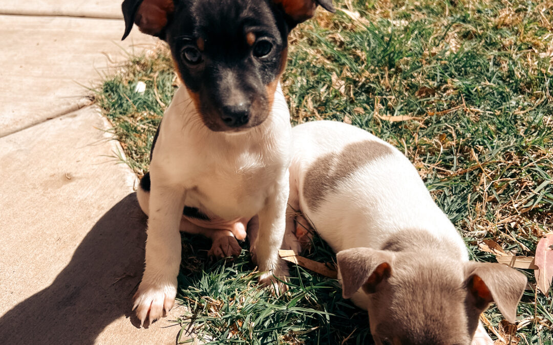 Adopt a Puppy Sierra Vista, Arizona