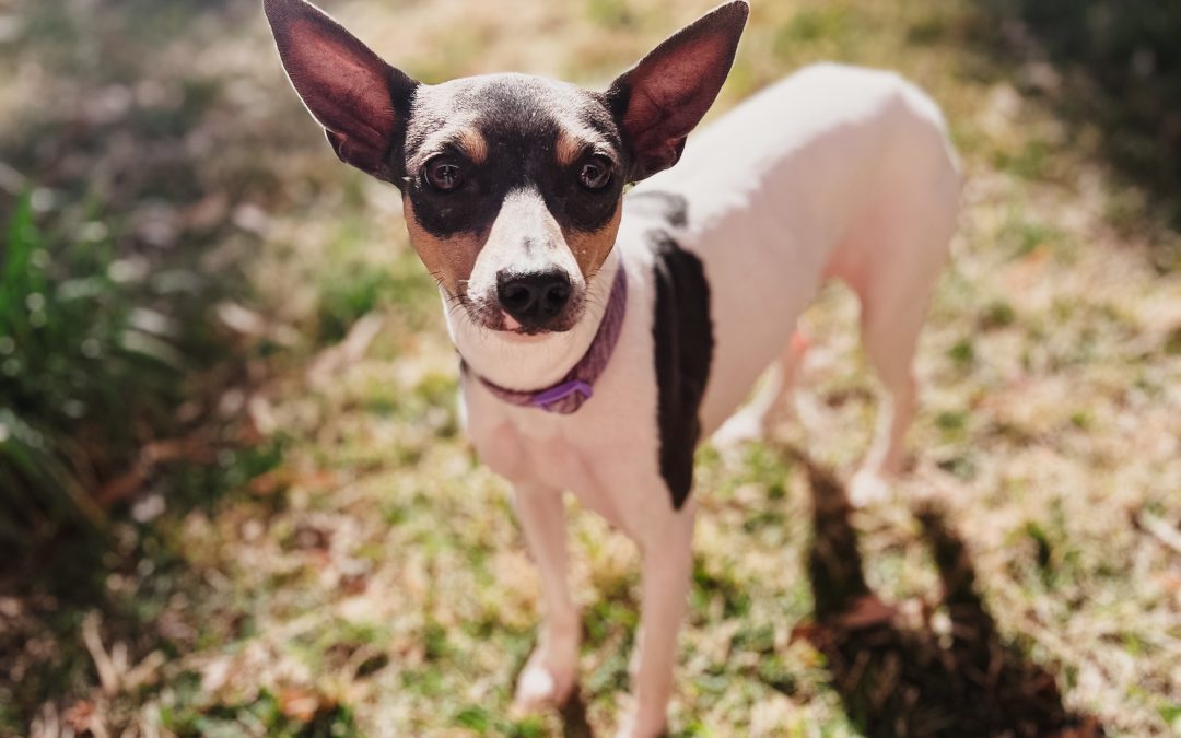 Best Alternative to a Chihuahua: A Healthier, More Durable Small Dog