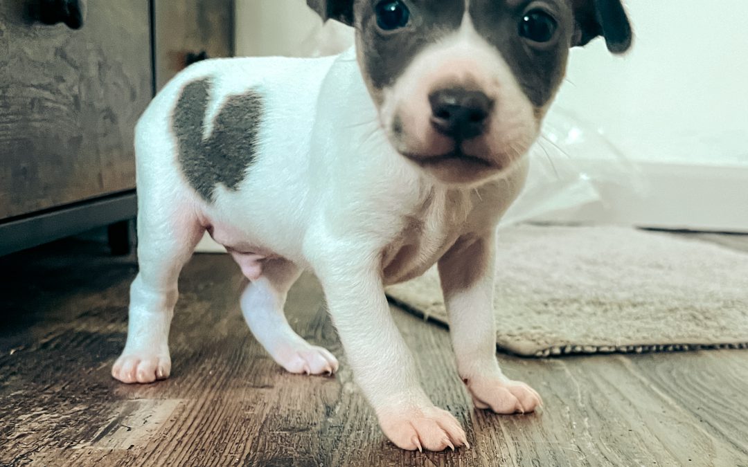 Should You Get a Male or Female Rat Terrier?