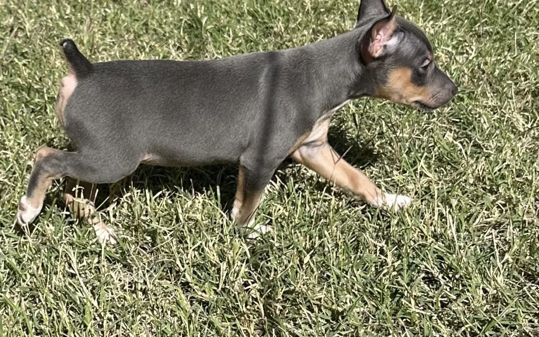 How to Find a Responsible Rat Terrier Breeder (and Why It Matters More Than You Think)